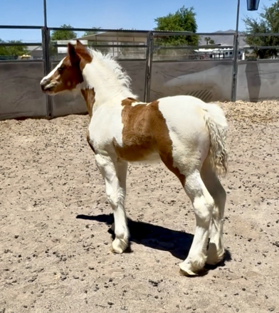 HorseID: 2315345 Kissy - PhotoID: 1101399