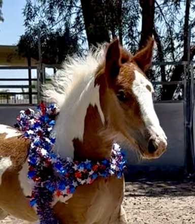 HorseID: 2315345 Kissy - PhotoID: 1101400