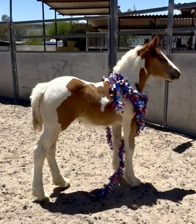 HorseID: 2315345 Kissy - PhotoID: 1101401