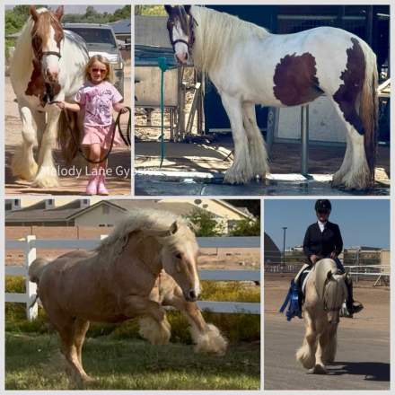 HorseID: 2315345 Kissy - PhotoID: 1101402