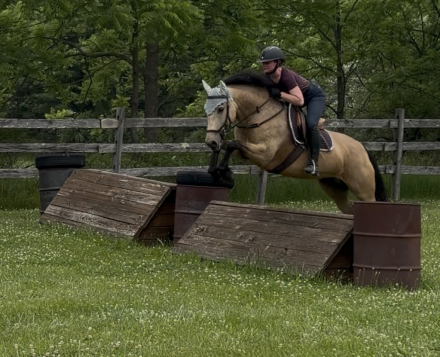 HorseID: 2315346 Willow Devine - PhotoID: 1101410