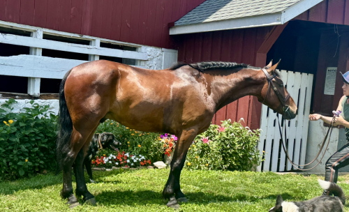 HorseID: 2315347 Cashew - PhotoID: 1101411