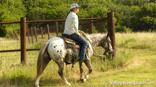 HorseID: 2315357 Spots - PhotoID: 1101425