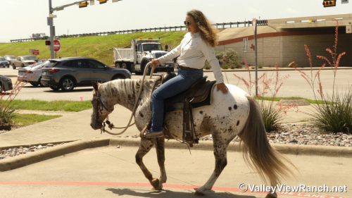 HorseID: 2315357 Spots - PhotoID: 1101426