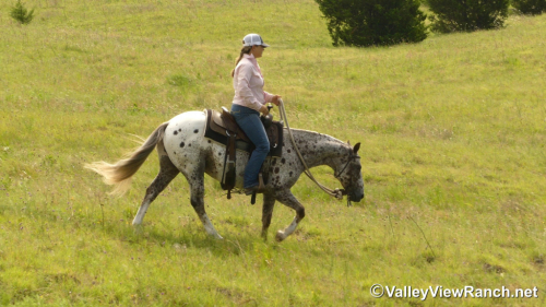 HorseID: 2315357 Spots - PhotoID: 1101427