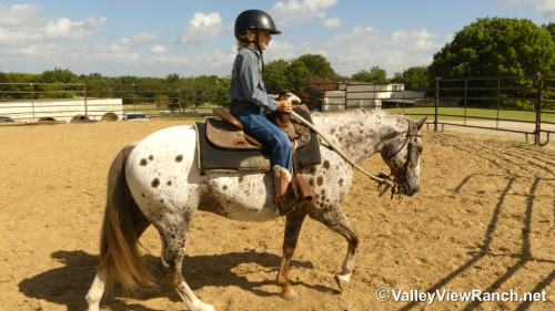 HorseID: 2315357 Spots - PhotoID: 1101428