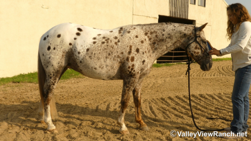 HorseID: 2315357 Spots - PhotoID: 1101429