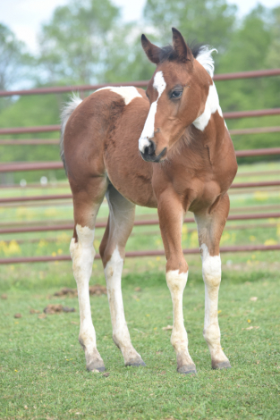 HorseID: 2315358 HEZA HOLLYWOODMISSION - PhotoID: 1101430