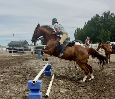 HorseID: 2315366 Pal - PhotoID: 1101435