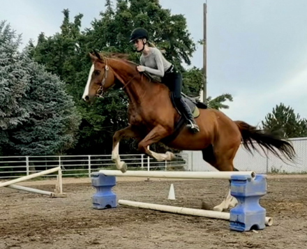 HorseID: 2315366 Pal - PhotoID: 1101436