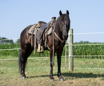 HorseID: 2315367 Ginger - PhotoID: 1101438