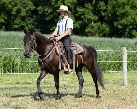 HorseID: 2315367 Ginger - PhotoID: 1101439