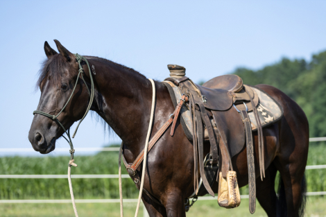HorseID: 2315367 Ginger - PhotoID: 1101440