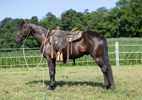 HorseID: 2315367 Ginger - PhotoID: 1101441