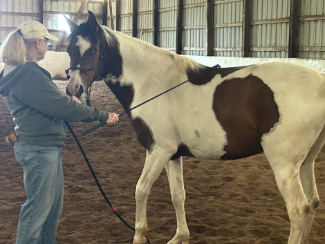 HorseID: 2315370 Naturally Khrismatic - PhotoID: 1101443