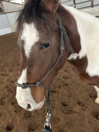 HorseID: 2315370 Naturally Khrismatic - PhotoID: 1101444