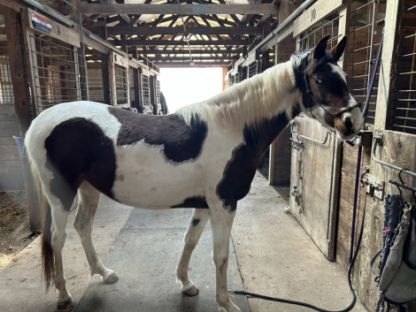 HorseID: 2315370 Naturally Khrismatic - PhotoID: 1101445