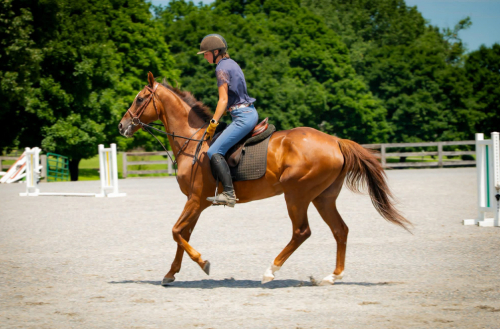 HorseID: 2315376 Kadesh - PhotoID: 1101448