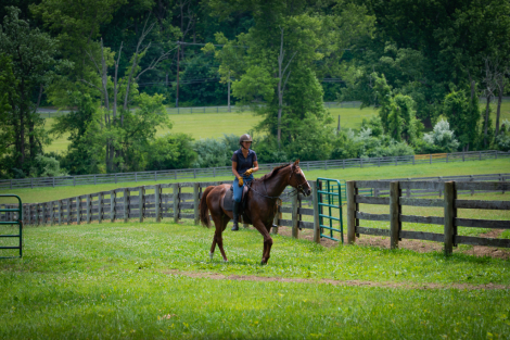 HorseID: 2315376 Kadesh - PhotoID: 1101449