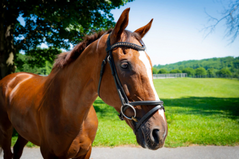 HorseID: 2315376 Kadesh - PhotoID: 1101450