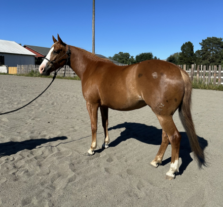 HorseID: 2315377 Smooth Lil Mary - PhotoID: 1101451