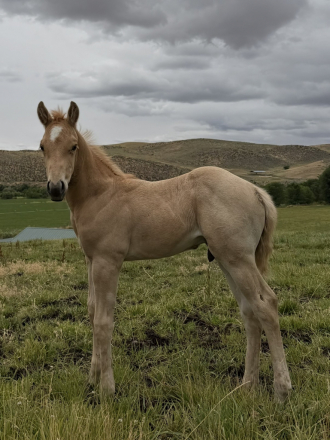 HorseID: 2315381 MRMETALLICCOLONEL - PhotoID: 1101460