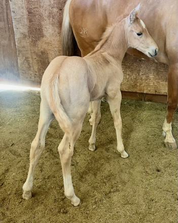 HorseID: 2315381 MRMETALLICCOLONEL - PhotoID: 1101461
