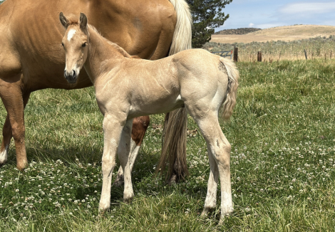 HorseID: 2315381 MRMETALLICCOLONEL - PhotoID: 1101462