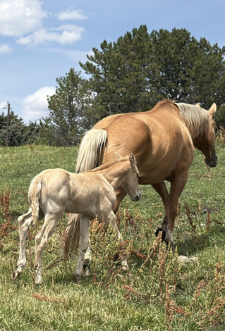 HorseID: 2315381 MRMETALLICCOLONEL - PhotoID: 1101463