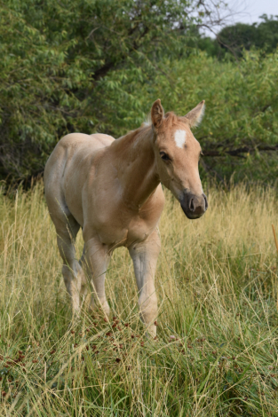 HorseID: 2315381 MRMETALLICCOLONEL - PhotoID: 1101460