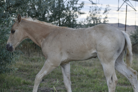 HorseID: 2315381 MRMETALLICCOLONEL - PhotoID: 1101461