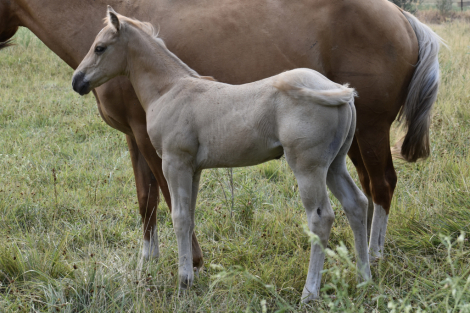 HorseID: 2315381 MRMETALLICCOLONEL - PhotoID: 1101462