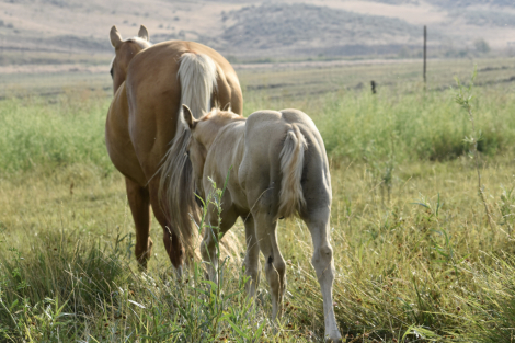HorseID: 2315381 MRMETALLICCOLONEL - PhotoID: 1101463