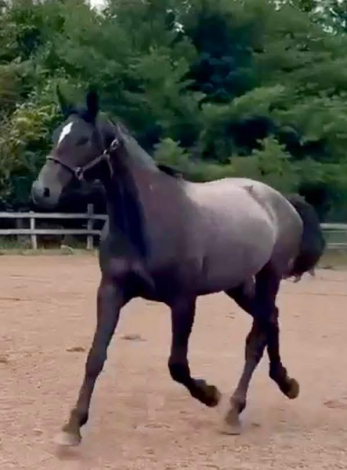 HorseID: 2315383 Silver Nova BVS - PhotoID: 1101465