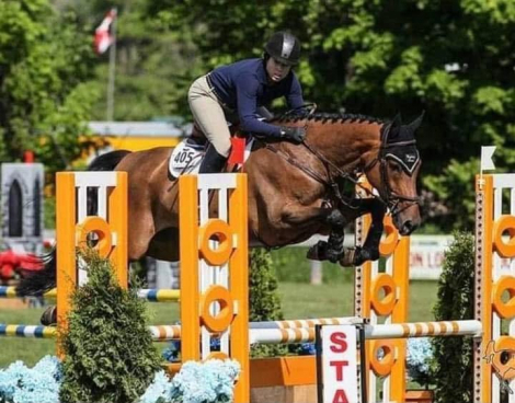 HorseID: 2315383 Silver Nova BVS - PhotoID: 1101467