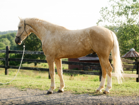 HorseID: 2315385 Palomino - PhotoID: 1101469