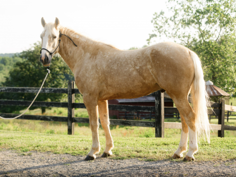HorseID: 2315385 Palomino - PhotoID: 1101470