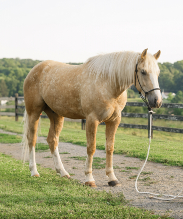 HorseID: 2315385 Palomino - PhotoID: 1101471