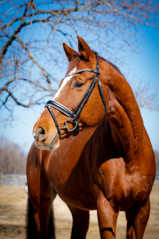 HorseID: 2315386 Lord Diamond - PhotoID: 1101473