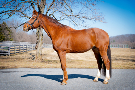 HorseID: 2315386 Lord Diamond - PhotoID: 1101474