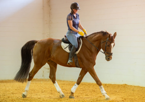 HorseID: 2315386 Lord Diamond - PhotoID: 1101475