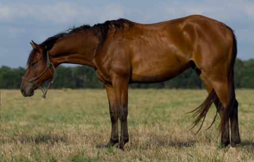 HorseID: 2315388 Chick Card - PhotoID: 1101479