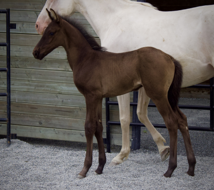 HorseID: 2315389 ATS Fortitude - PhotoID: 1101478