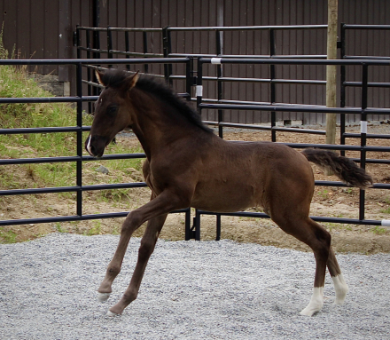 HorseID: 2315390 ATS Sedona - PhotoID: 1101480