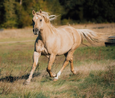 HorseID: 2315393 Buddy - PhotoID: 1101489