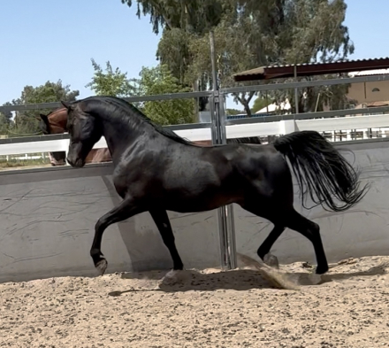 HorseID: 2315394 Statuss S - PhotoID: 1101490
