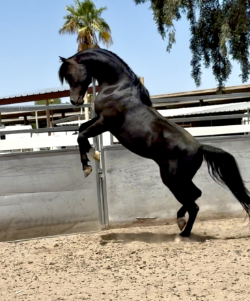HorseID: 2315394 Statuss S - PhotoID: 1101491