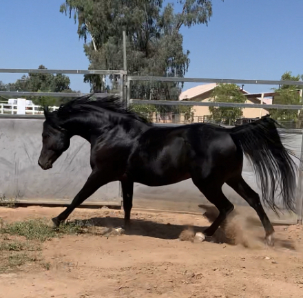 HorseID: 2315394 Statuss S - PhotoID: 1101492