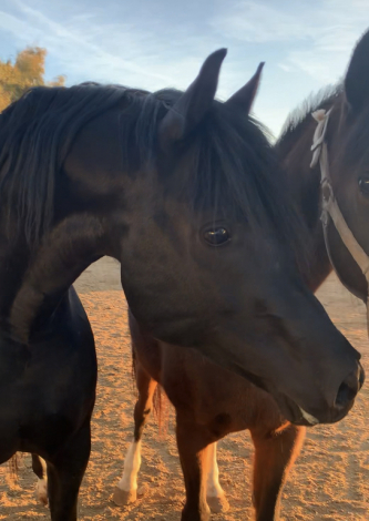 HorseID: 2315394 Statuss S - PhotoID: 1101493