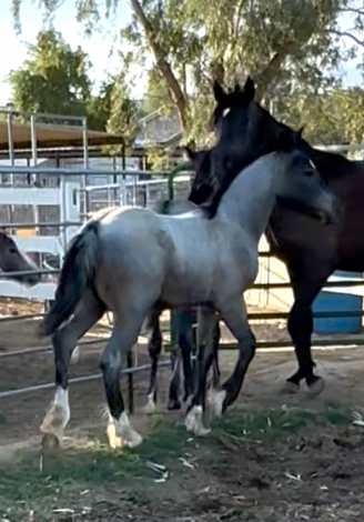 HorseID: 2315395 Pasha Maria - PhotoID: 1101496